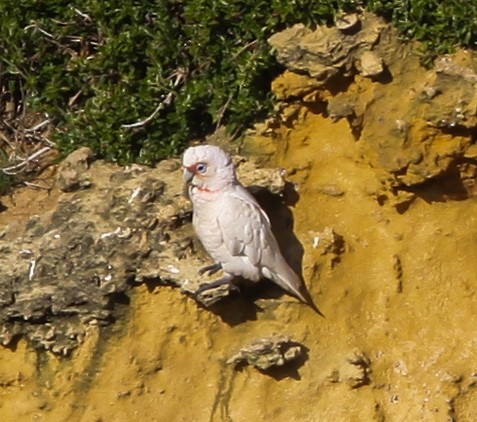 Long-billed Corella - ML620732542