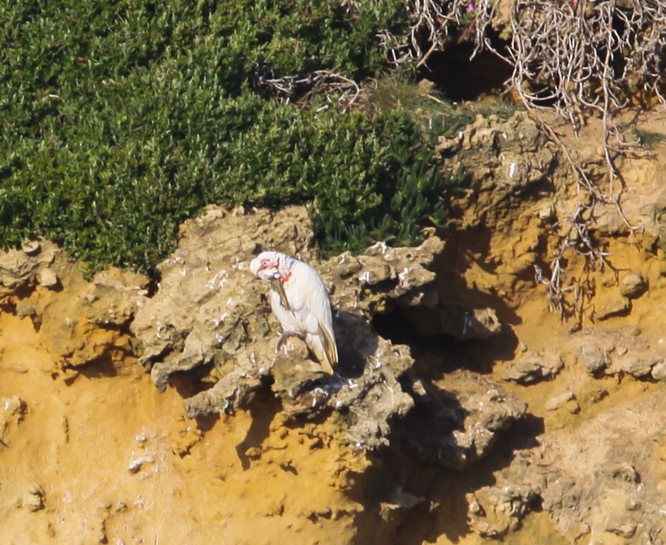 Long-billed Corella - ML620732543