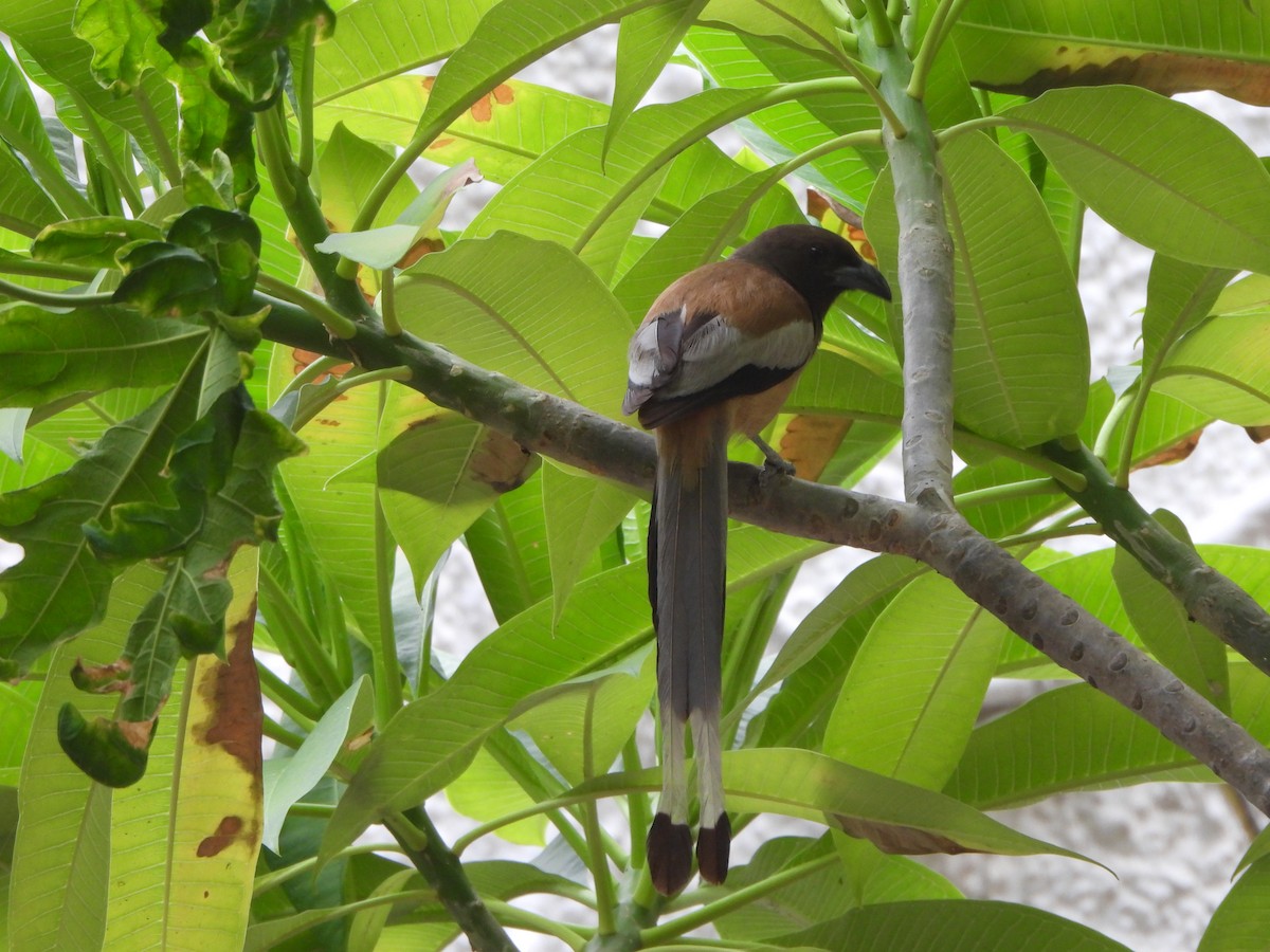 Rufous Treepie - ML620732545