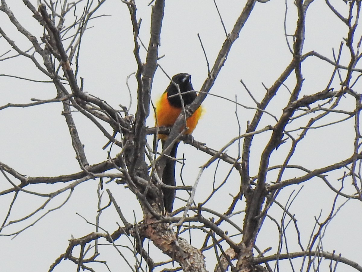 Black-vented Oriole - Sergio Castañeda Ramos