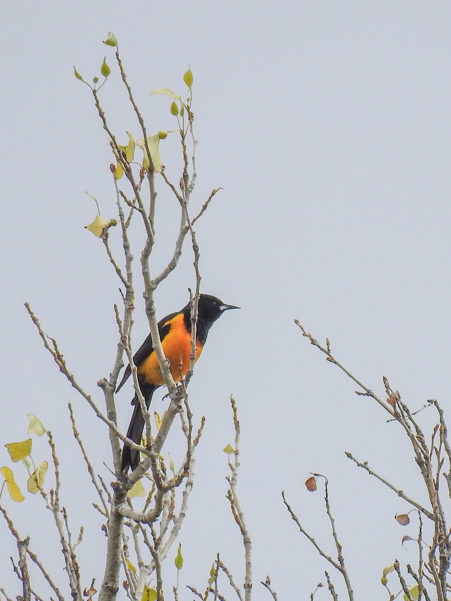 Black-vented Oriole - ML620732547