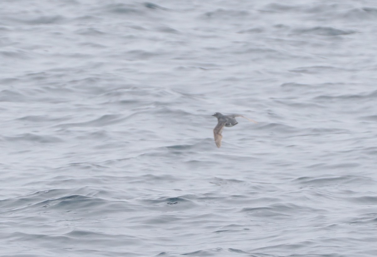 Cassin's Auklet - ML620732548