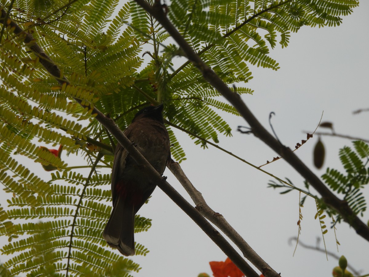 Bulbul à ventre rouge - ML620732551