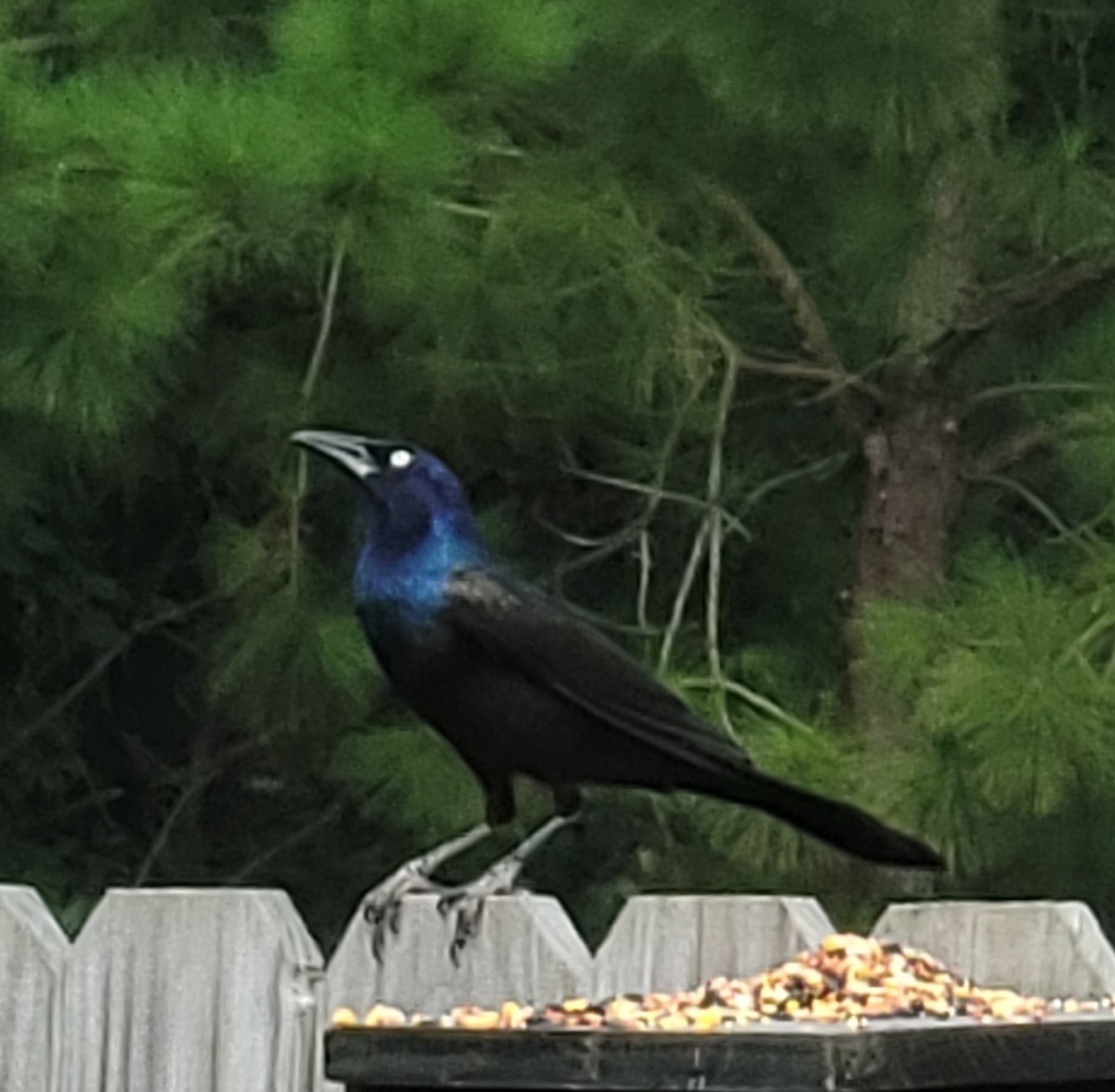 Common Grackle - ML620732554