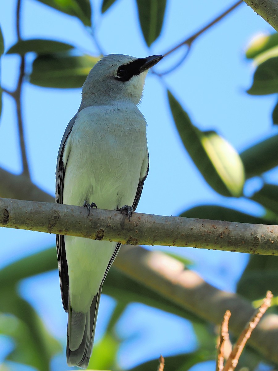 White-bellied Cuckooshrike - ML620732555