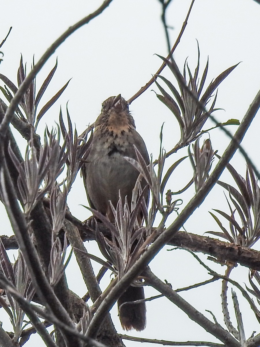 Canyon Towhee - ML620732556