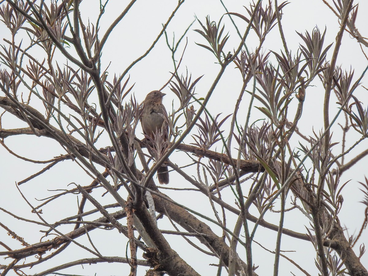 Canyon Towhee - ML620732557