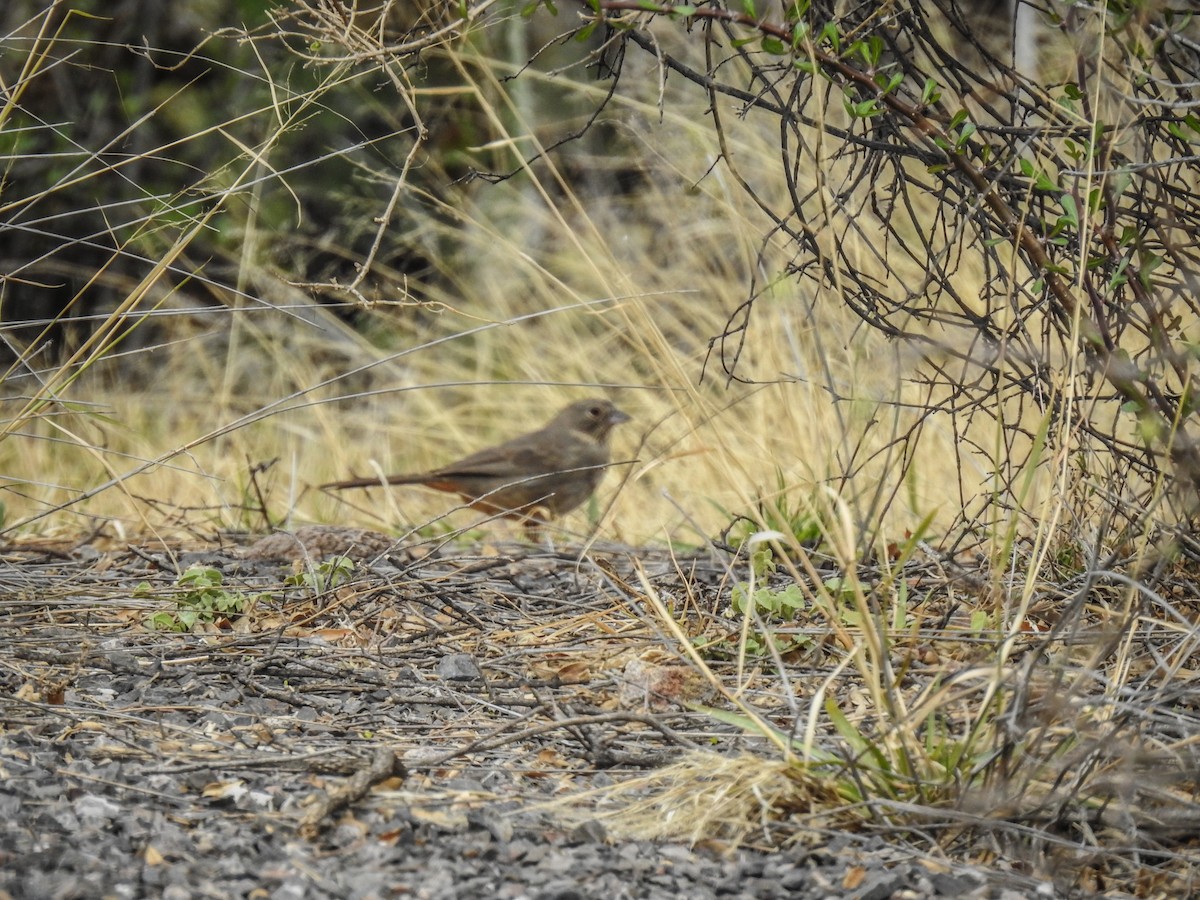 Canyon Towhee - ML620732558