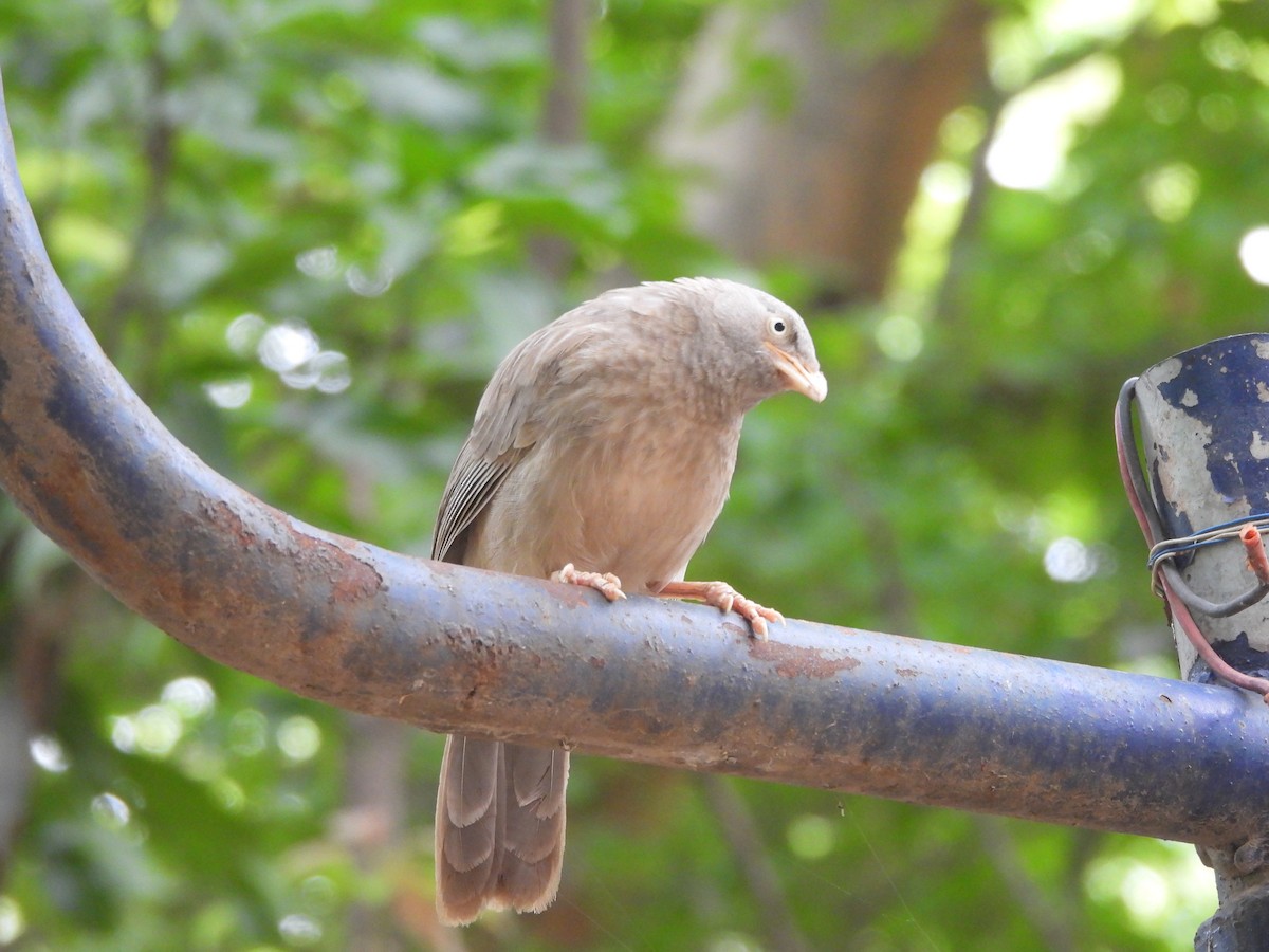 Jungle Babbler - ML620732560