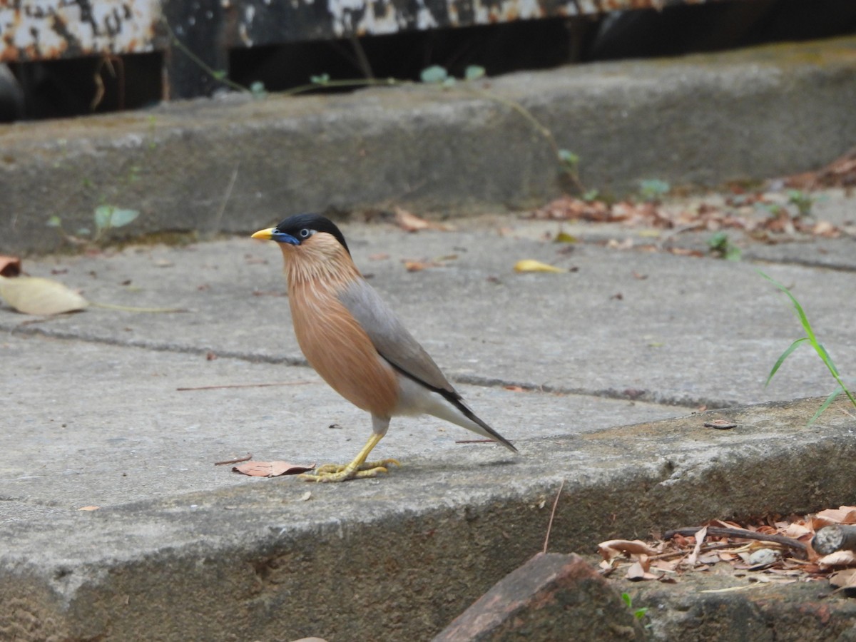 Brahminy Starling - ML620732561