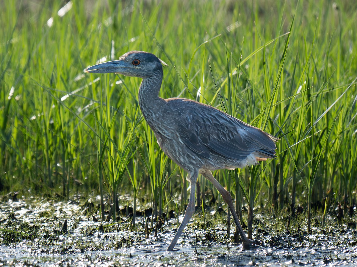 Yellow-crowned Night Heron - ML620732562