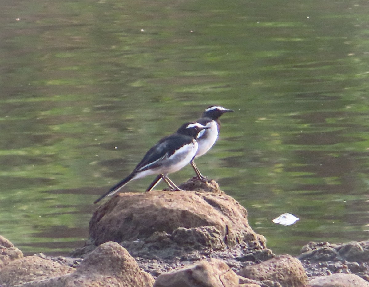 White-browed Wagtail - ML620732563