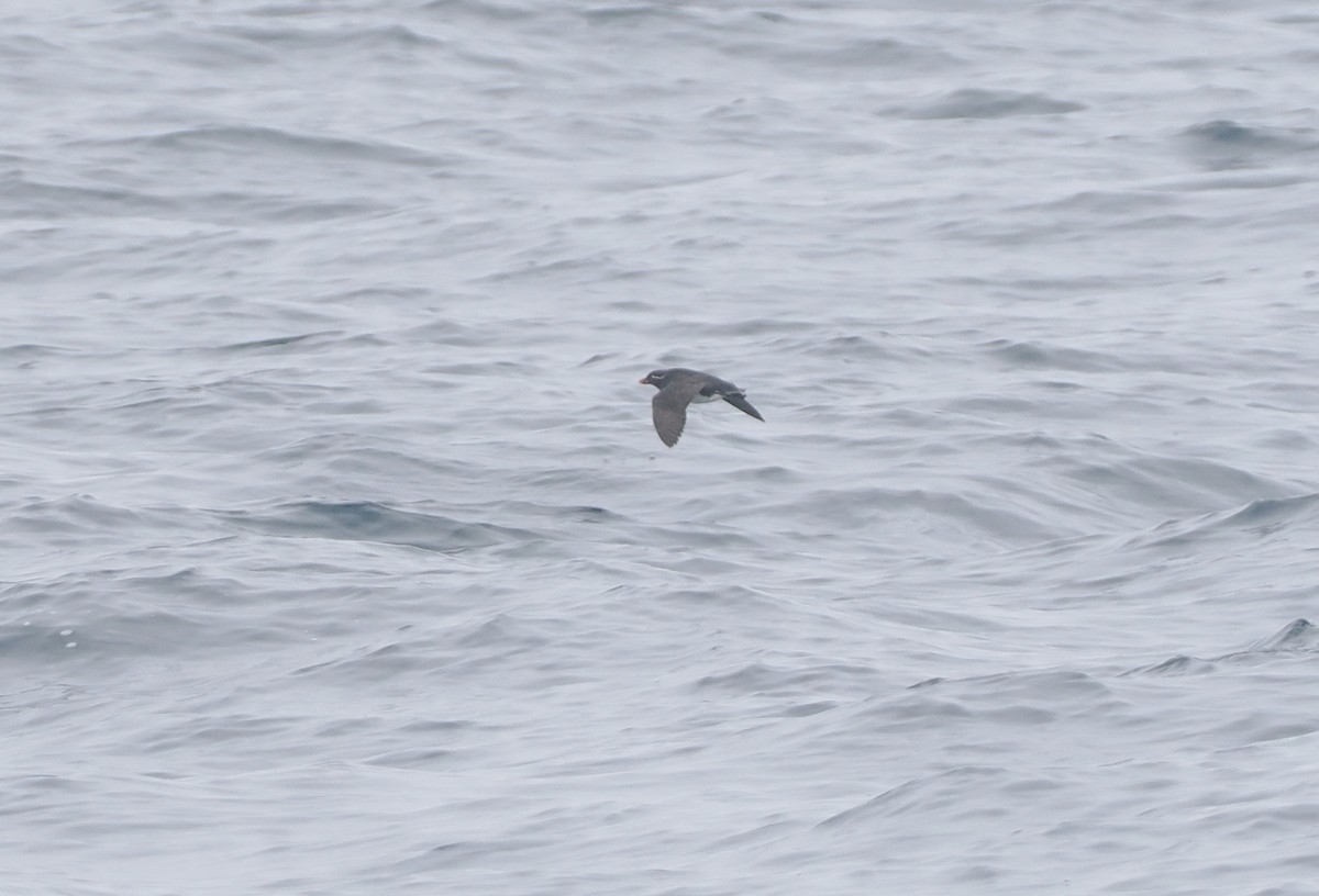 Parakeet Auklet - ML620732565