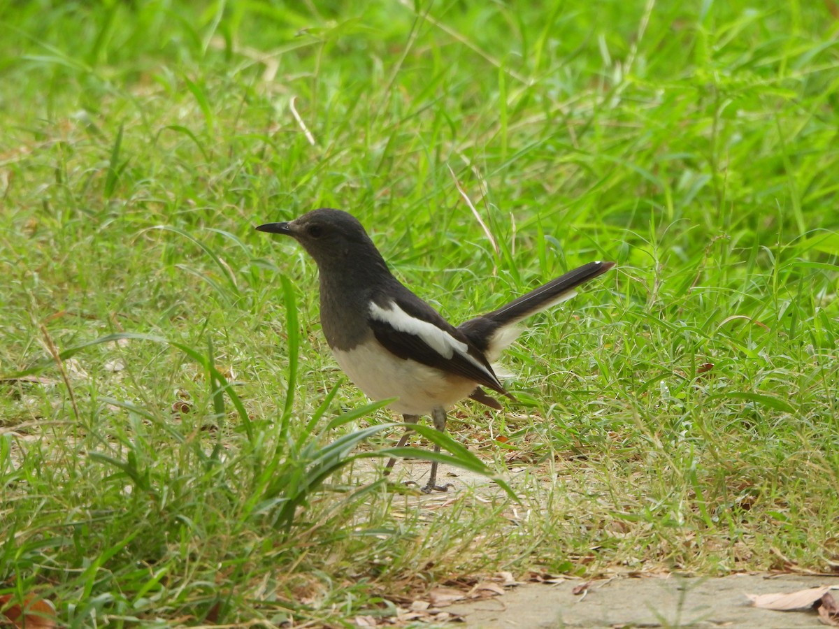 Oriental Magpie-Robin - Prof Chandan Singh Dalawat