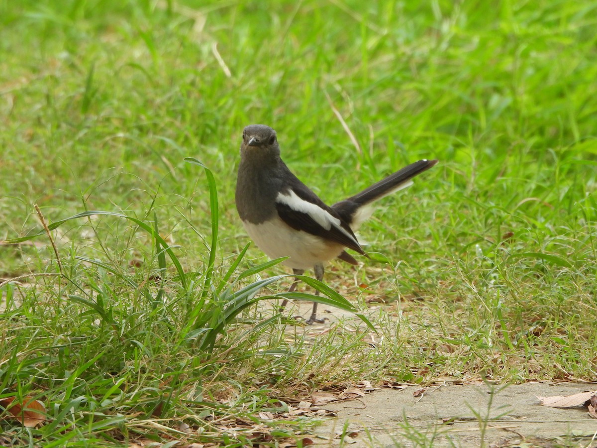 Oriental Magpie-Robin - ML620732567