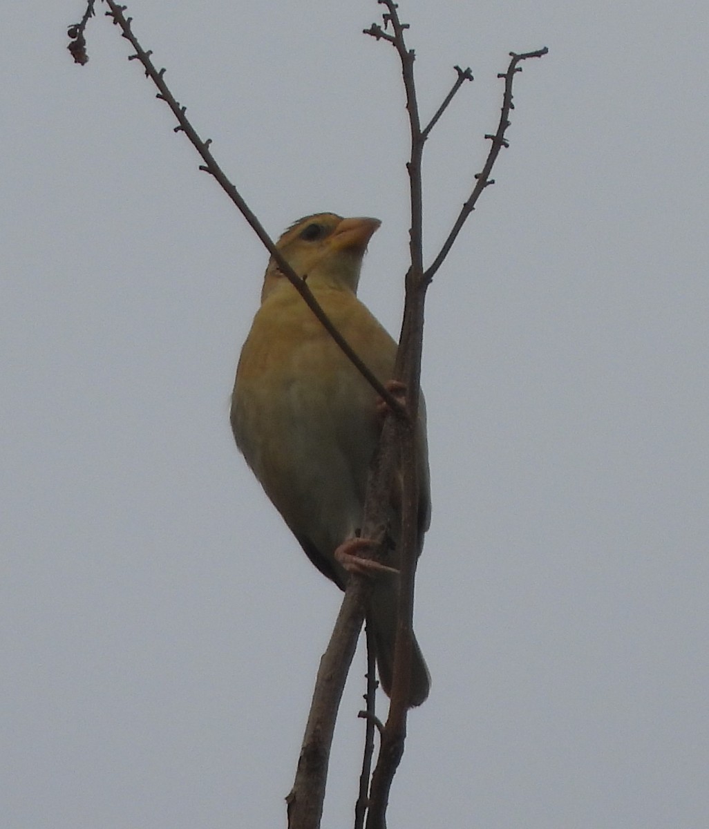 Baya Weaver - Prof Chandan Singh Dalawat