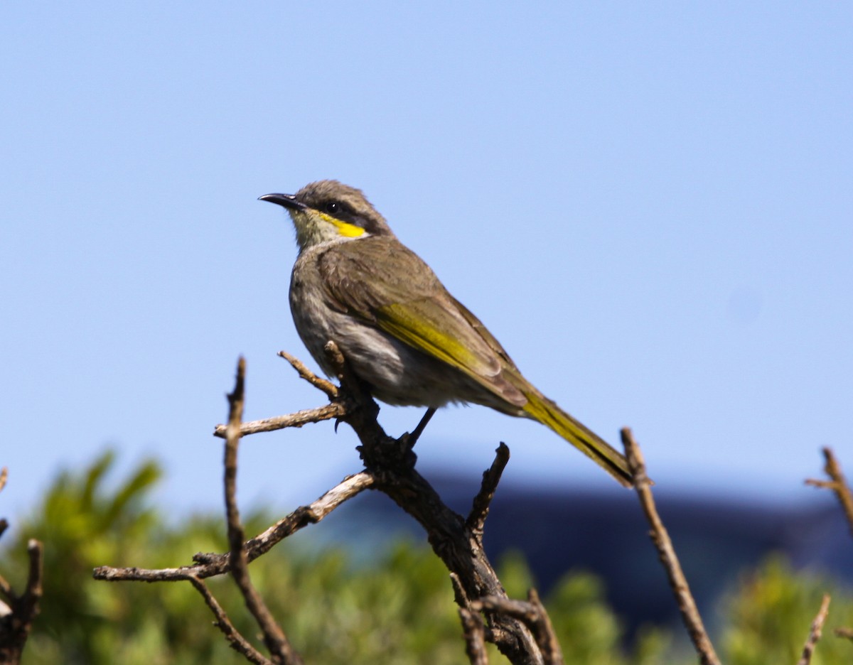 Singing Honeyeater - ML620732570