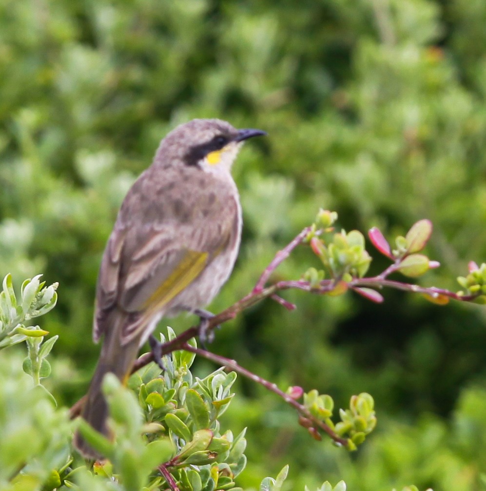 Singing Honeyeater - ML620732571