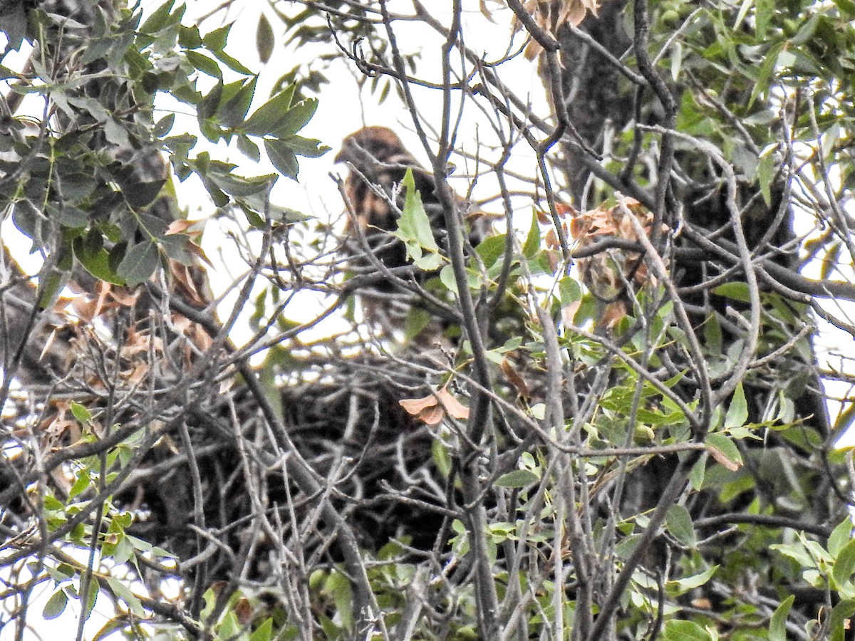 Red-tailed Hawk - ML620732572