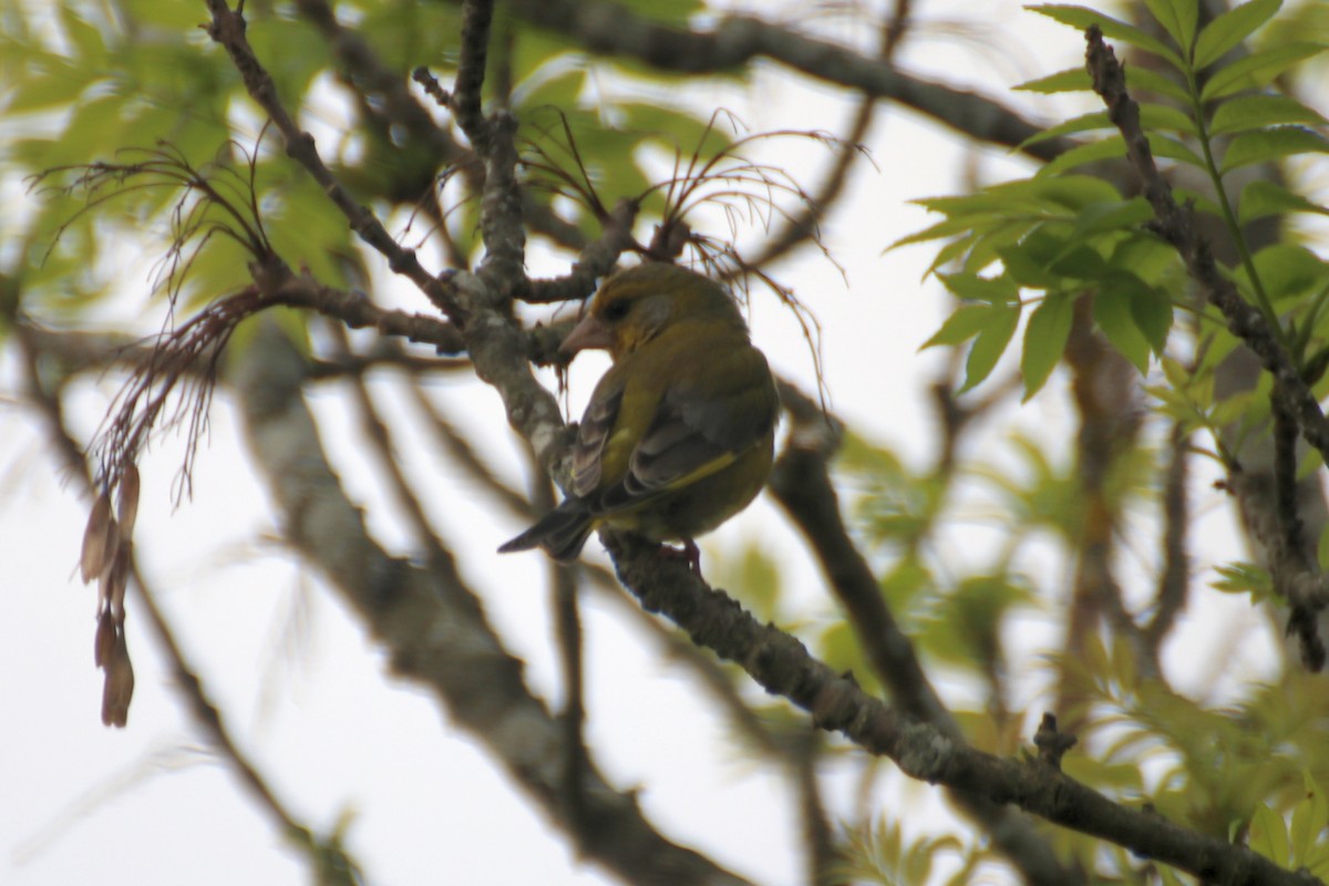 European Greenfinch - James Lambert