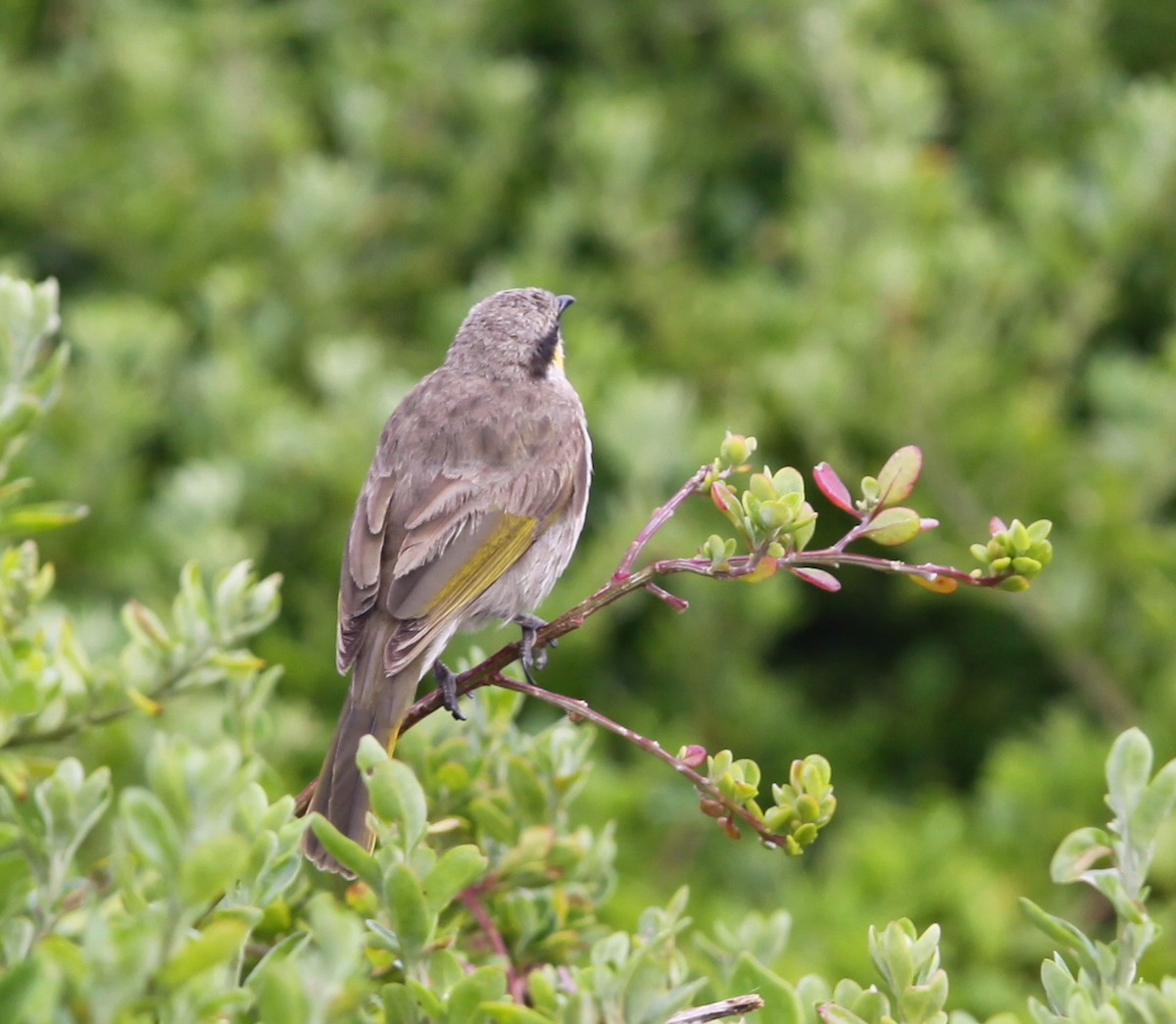 Singing Honeyeater - ML620732574