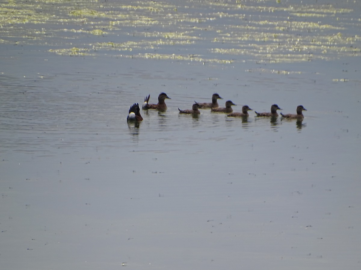 Ruddy Duck - ML620732575