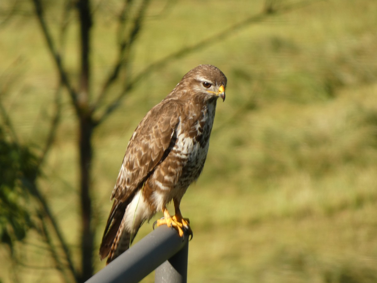 Common Buzzard - ML620732580