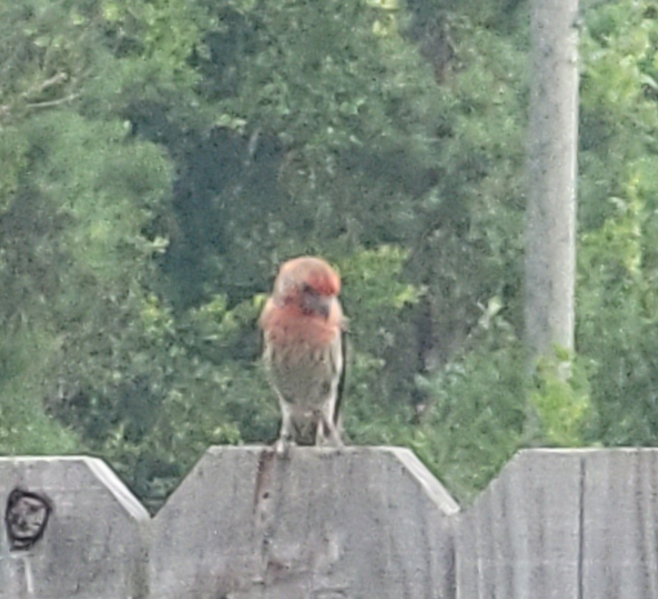 House Finch - ML620732581