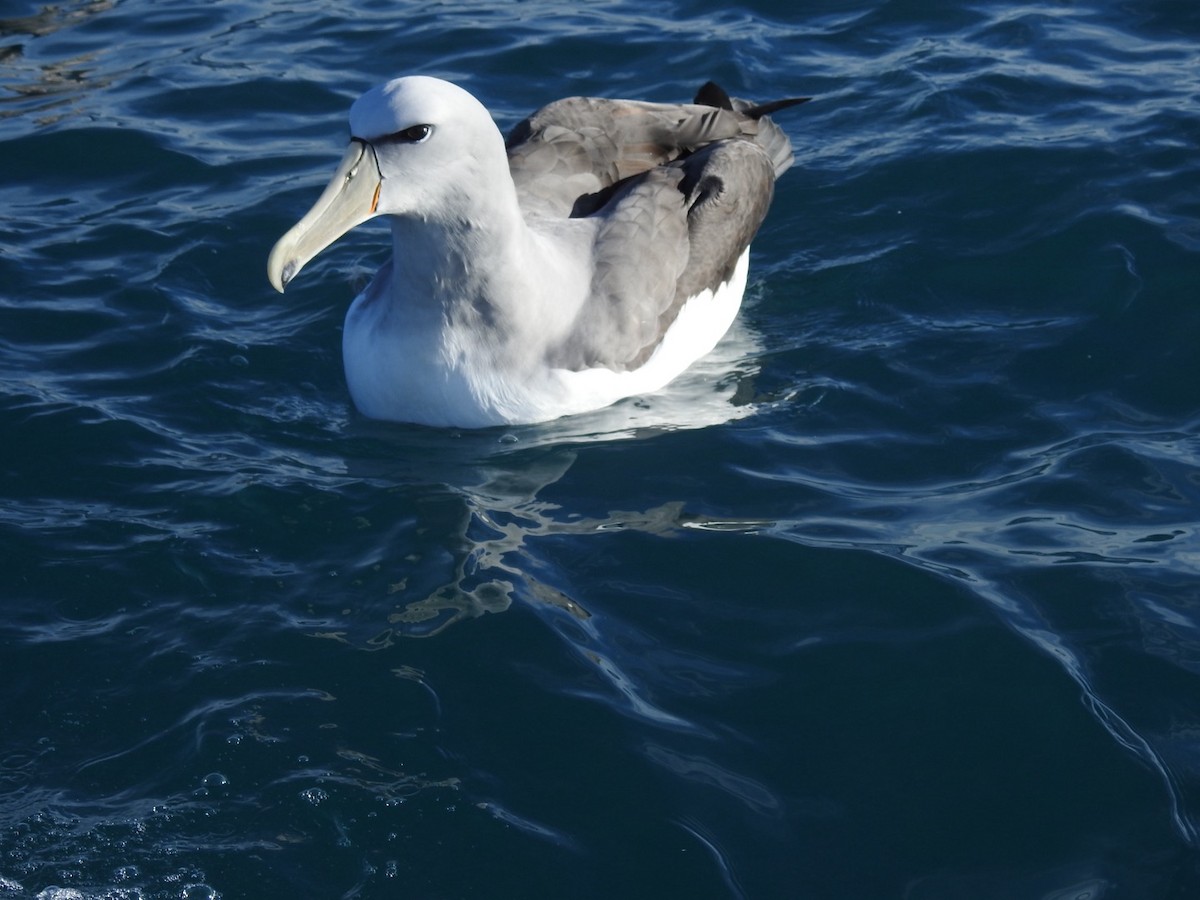 White-capped Albatross - ML620732582