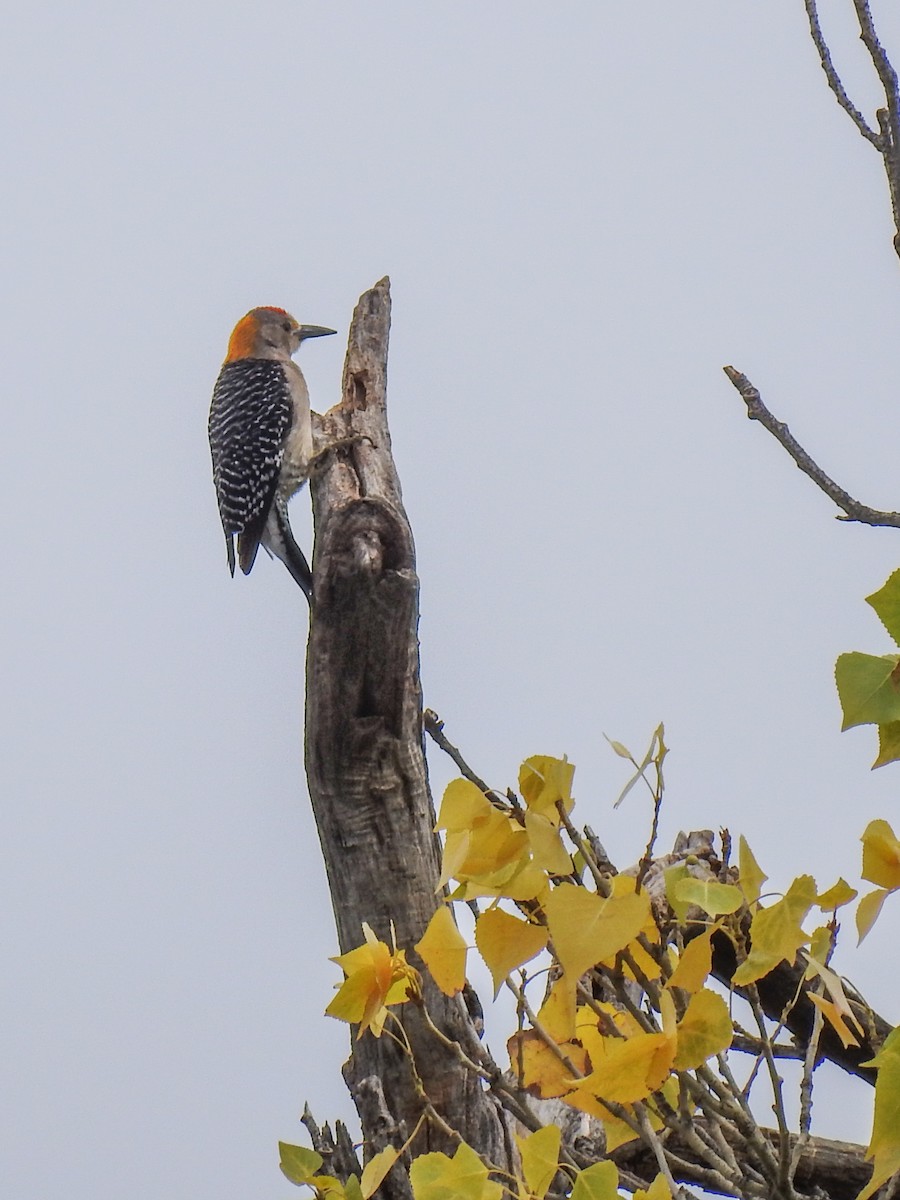 Golden-fronted Woodpecker - ML620732583