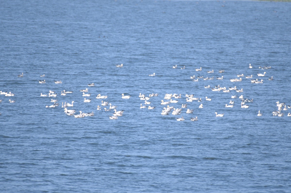 Bar-headed Goose - ML620732584