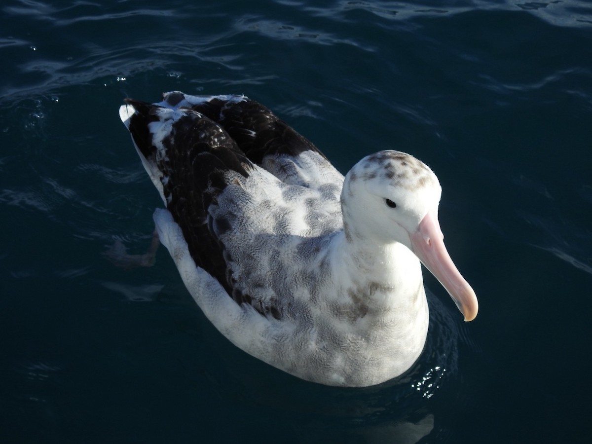 Antipodean Albatross - ML620732593