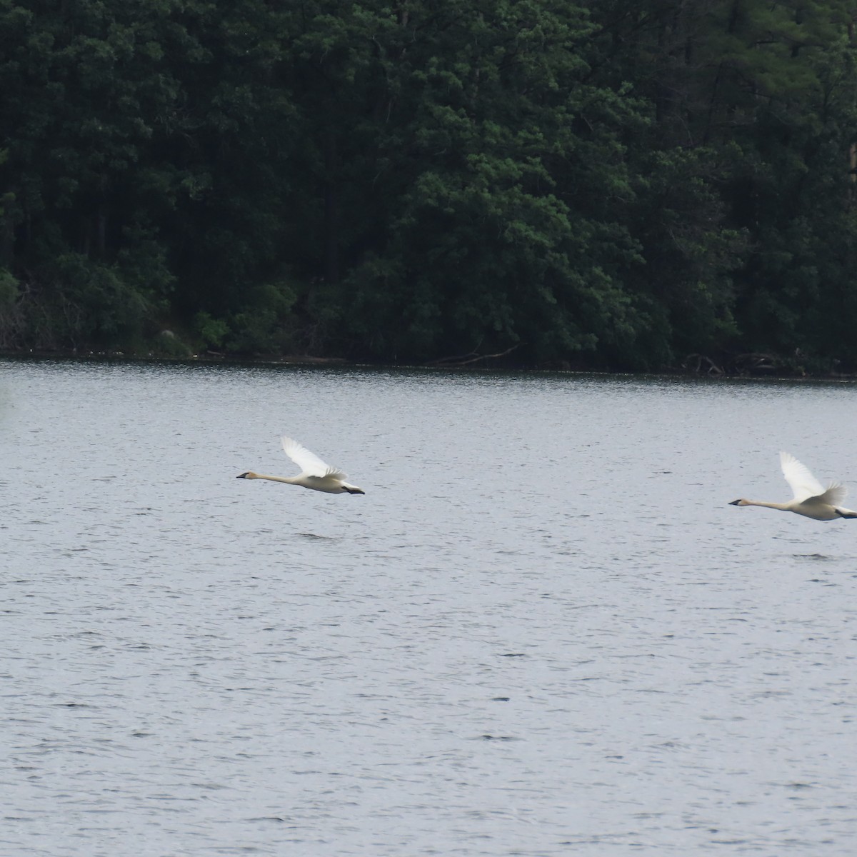 Trumpeter Swan - ML620732598