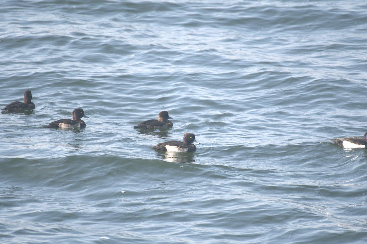 Tufted Duck - ML620732600