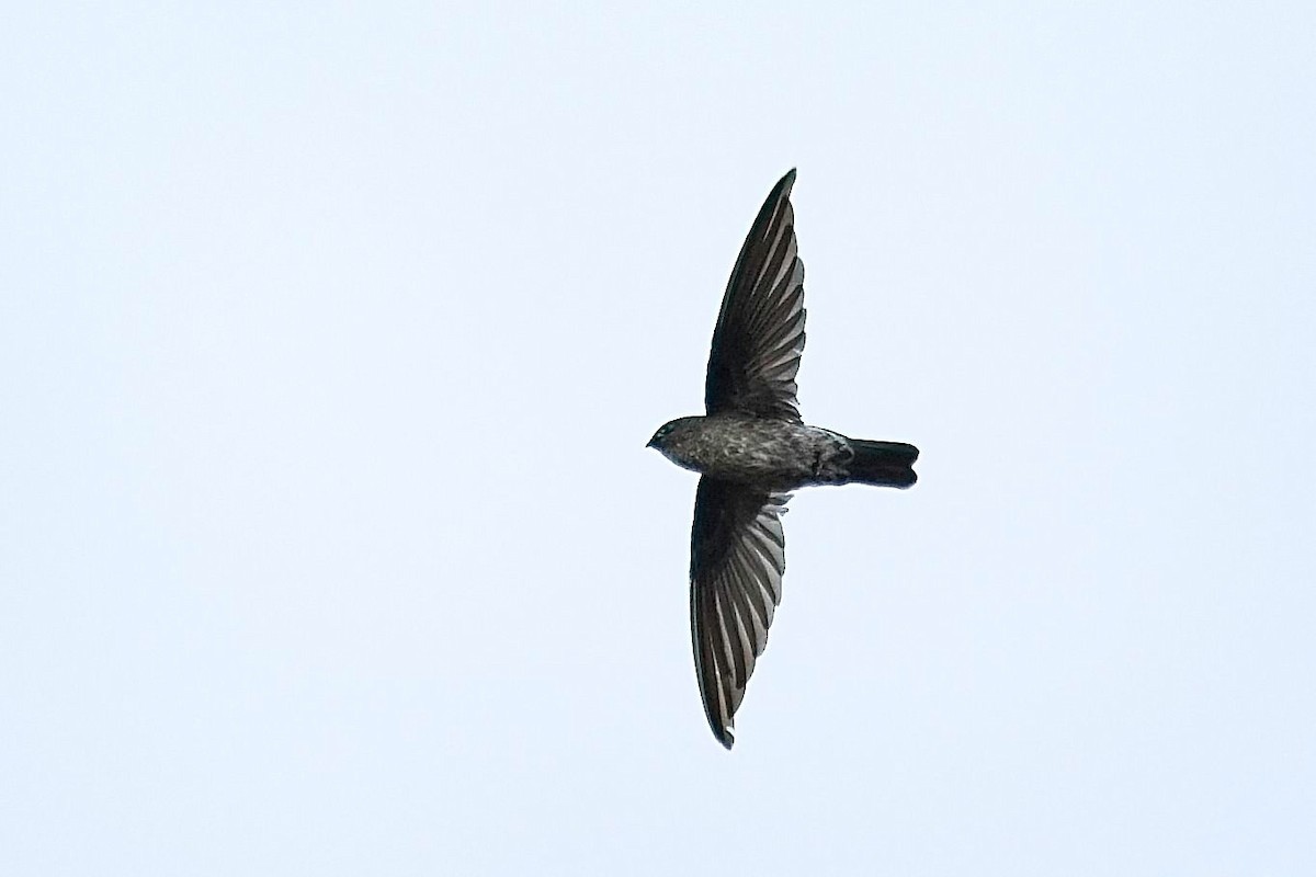 Gray-rumped Swiftlet - ML620732601