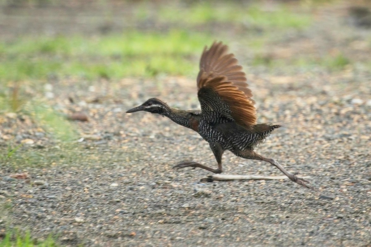 Barred Rail - ML620732605