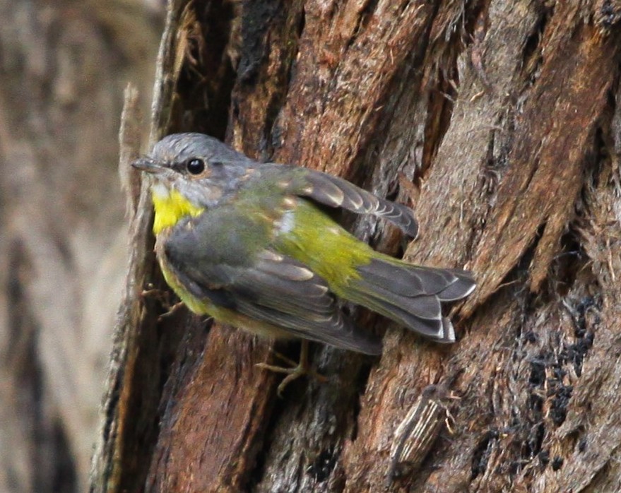 Eastern Yellow Robin - ML620732606