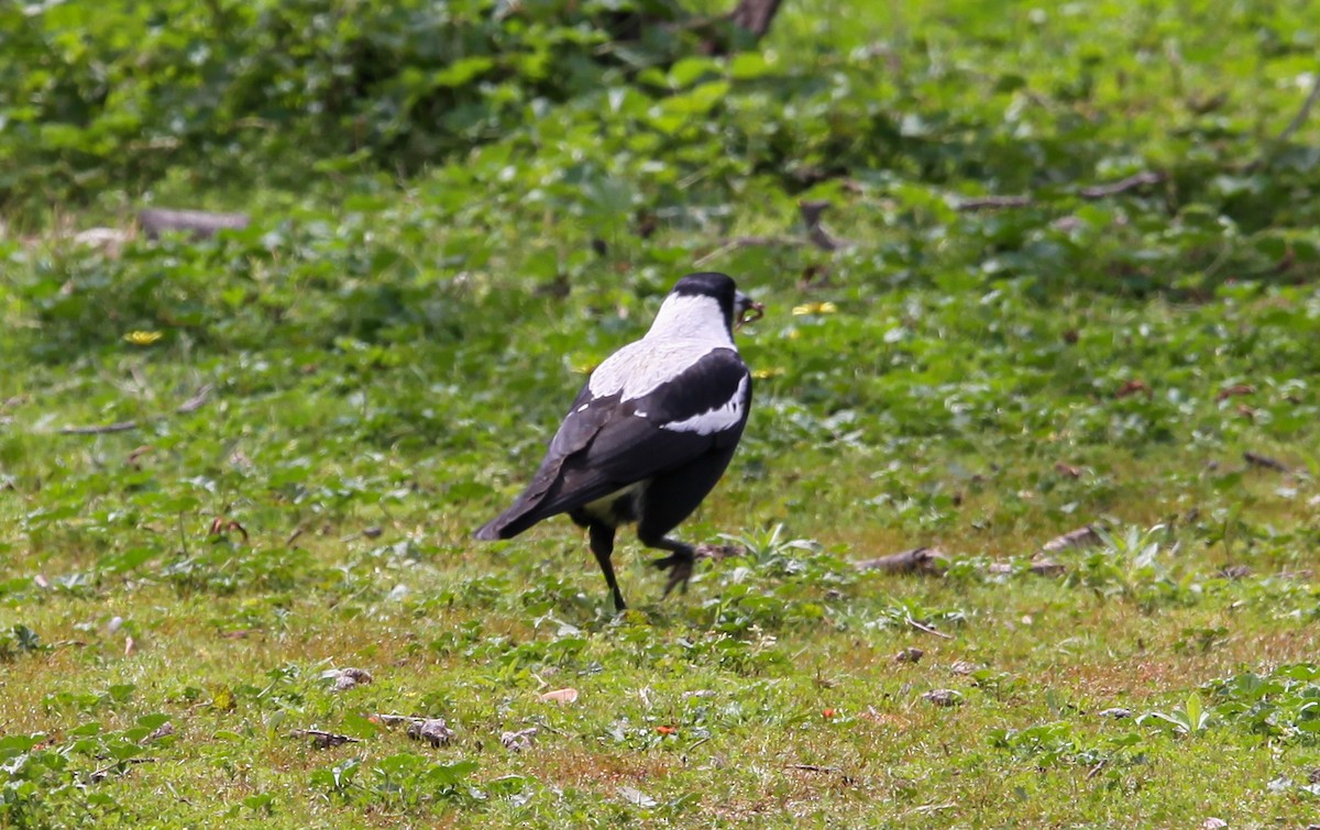 Australian Magpie - ML620732616