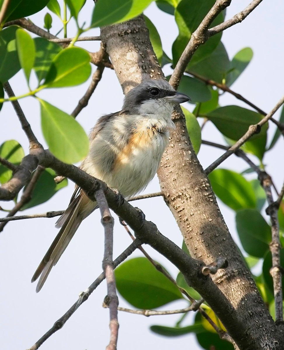 Brown Shrike - ML620732617