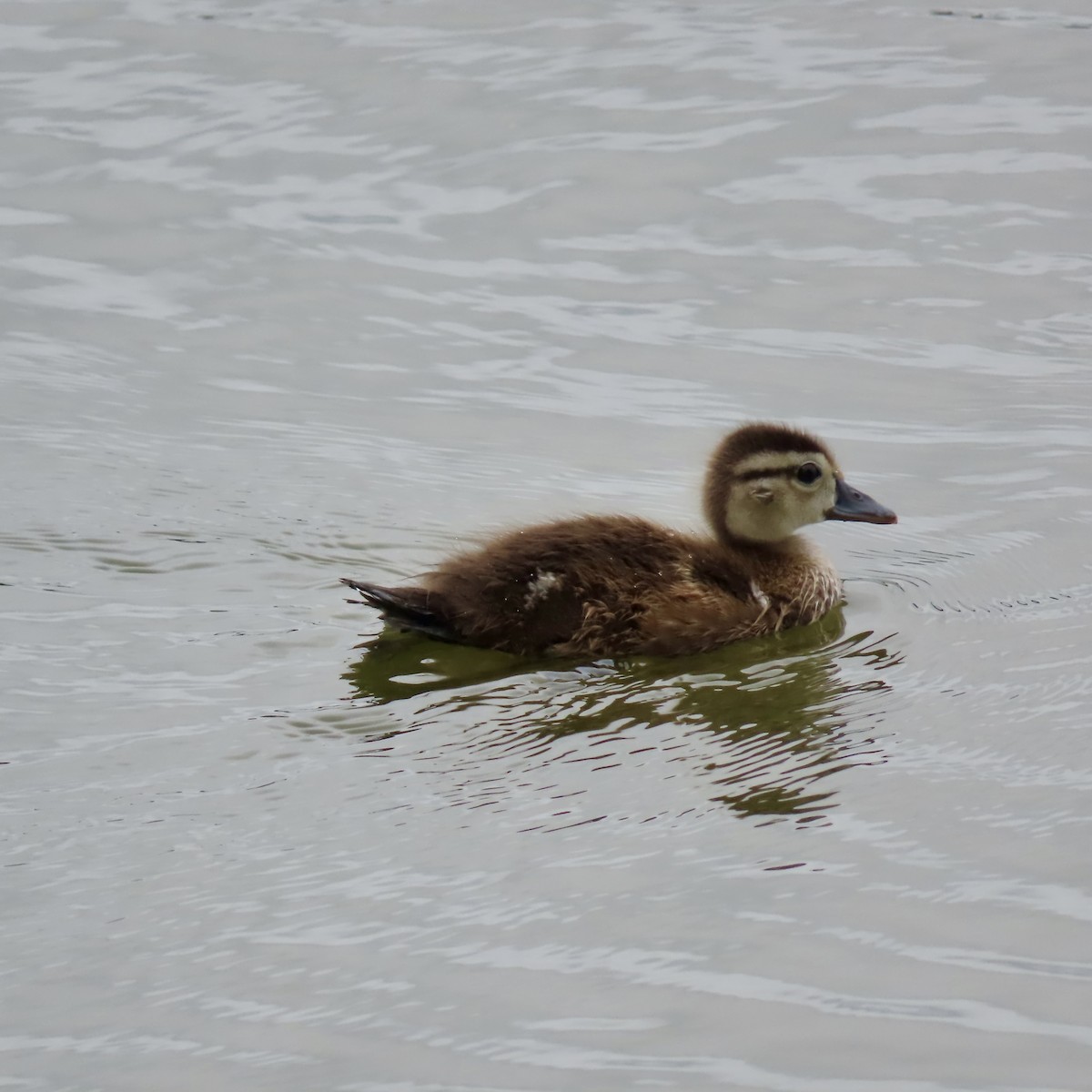 Wood Duck - Jocelyn K