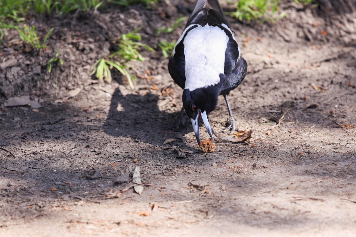 Australian Magpie - ML620732620