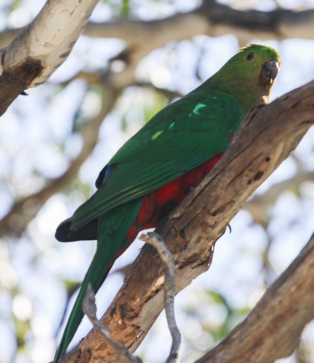 Australian King-Parrot - ML620732621