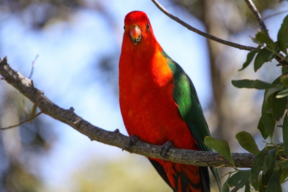 Avustralya Kral Papağanı - ML620732622