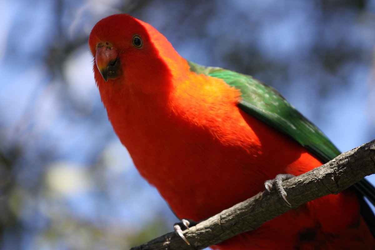 Australian King-Parrot - ML620732624