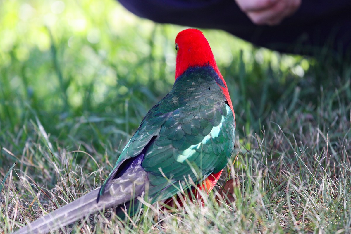 Australian King-Parrot - ML620732627