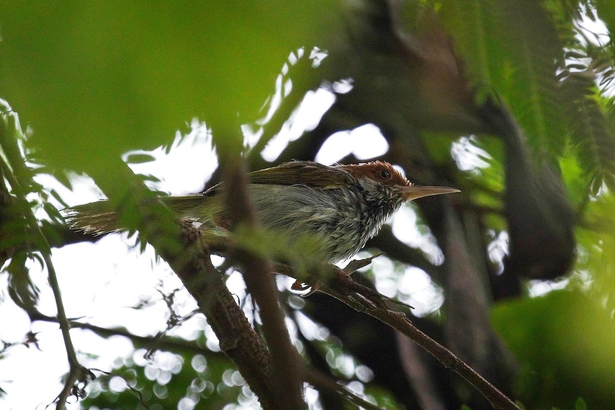 Visayan Tailorbird - ML620732628