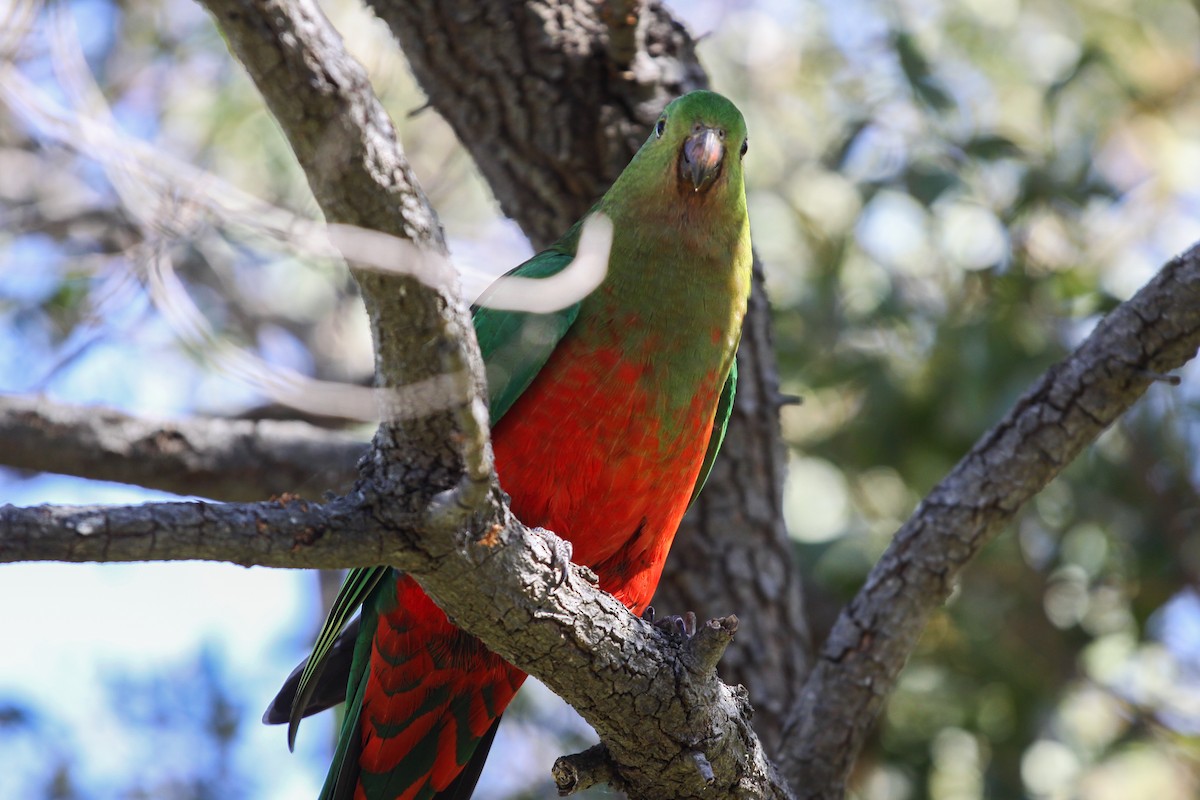 キンショウジョウインコ - ML620732630