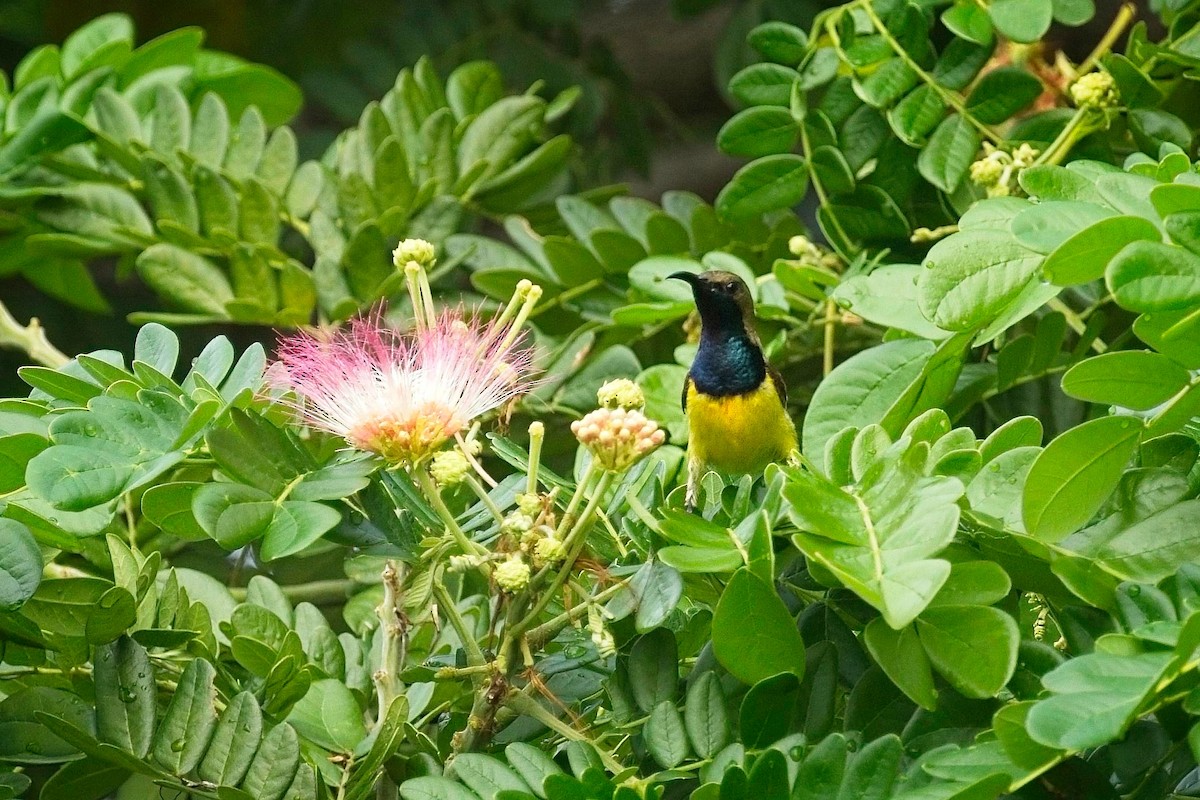 Garden Sunbird - ML620732631