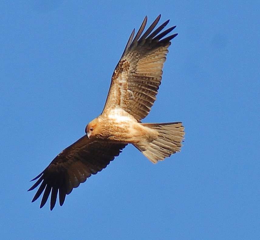 Whistling Kite - ML620732632