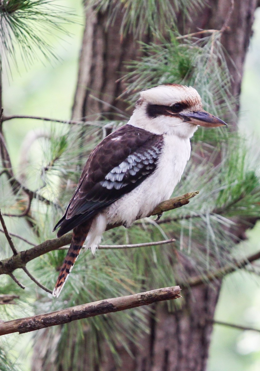 Laughing Kookaburra - ML620732633